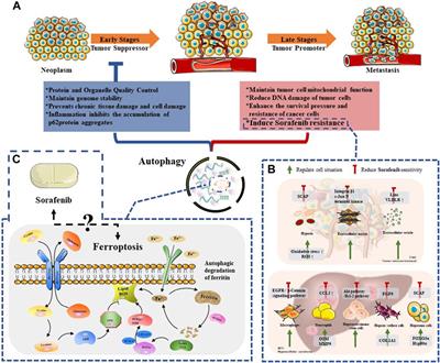 A comprehensive review of the relationship between autophagy and sorafenib-resistance in hepatocellular carcinoma: ferroptosis is noteworthy